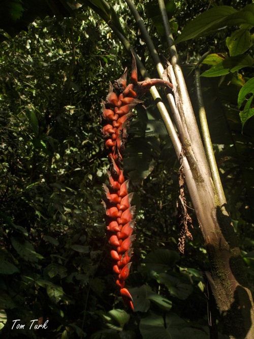 rastline/plants