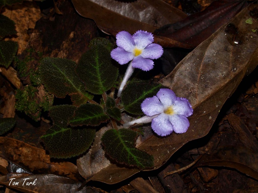 rastline/plants
