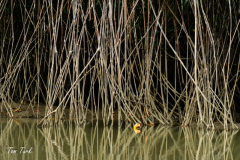 Kostarika23-282-of-455