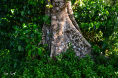 Kostarika23-369-of-455