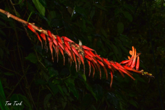 Kostarika23-379-of-455