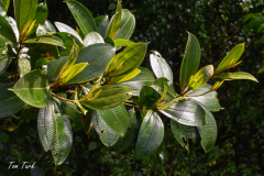 Kostarika23-380-of-455