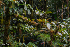 Kostarika23-381-of-455