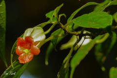 Kostarika23-382-of-455