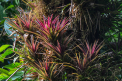 Kostarika23-384-of-455