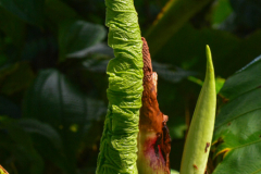 Kostarika23-387-of-455