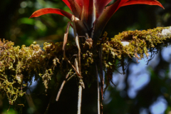 Kostarika23-393-of-455