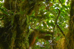 Kostarika23-395-of-455