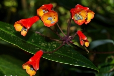 rastline/plants
