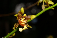 rastline/plants