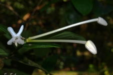 rastline/plants
