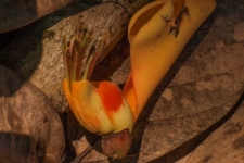 rastline/plants