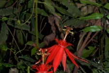 rastline/plants