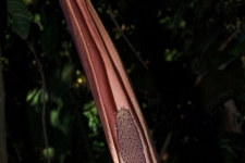 rastline/plants