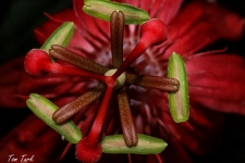 rastline/plants