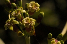 rastline/plants