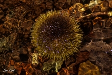 rastline/plants