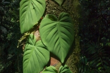 rastline/plants