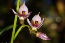 rastline/plants