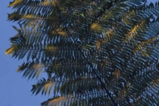 rastline/plants