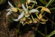 rastline/plants