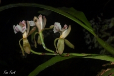 rastline/plants