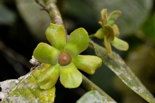 rastline/plants