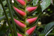 rastline/plants