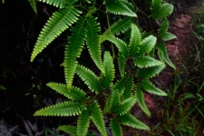 rastline/plants