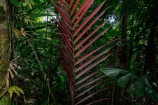 rastline/plants