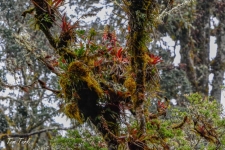 rastline/plants