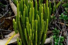 rastline/plants