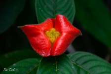 rastline/plants