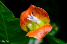 rastline/plants