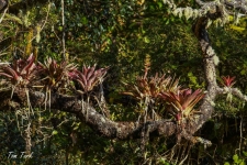 rastline/plants