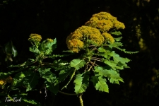 rastline/plants