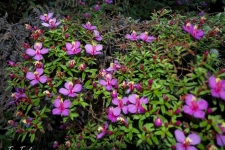 rastline/plants