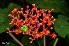 rastline/plants