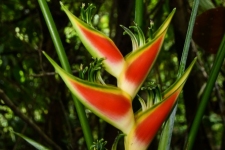 rastline/plants
