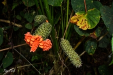 rastline/plants