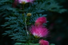 rastline/plants
