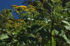 rastline/plants