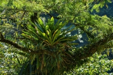 rastline/plants