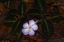 rastline/plants