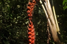 rastline/plants