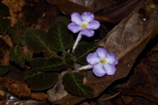 rastline/plants