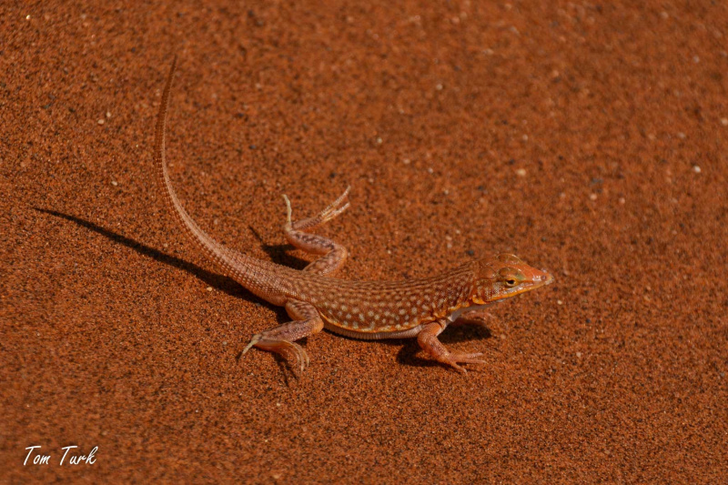 1_Namibija-419