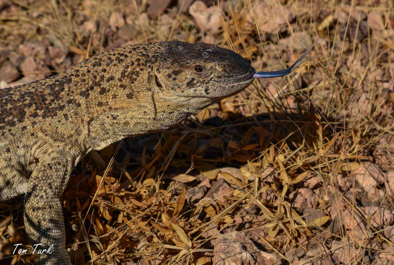1_Namibija-453