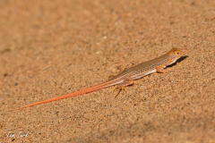 1_pokrajina-landscape-140