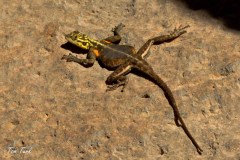 Namibija-627